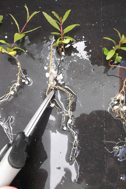 bonsai from seed